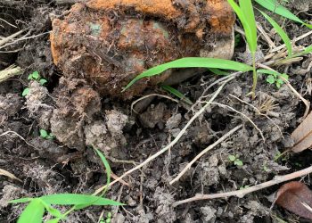 Grenadă descoperită în Oradea, în zona Splaiului Crișanei | A fost găsită de un pescar care căuta momeală pe malul Crișului Repede