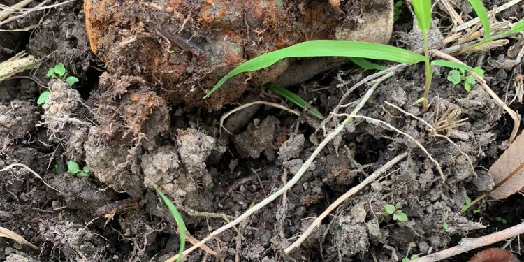 Grenadă descoperită în Oradea, în zona Splaiului Crișanei | A fost găsită de un pescar care căuta momeală pe malul Crișului Repede