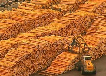 Decizie definitivă a unei instanțe din România | Grupul austriac Schweighofer, amendat și lăsat fără lemn în valoare de 800.000 de euro