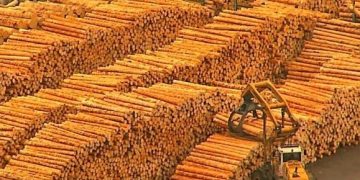 Decizie definitivă a unei instanțe din România | Grupul austriac Schweighofer, amendat și lăsat fără lemn în valoare de 800.000 de euro