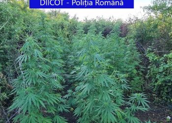 Plantații de cannabis, descoperite de procurorii DIICOT în Arad | 6 persoane au fost arestate
