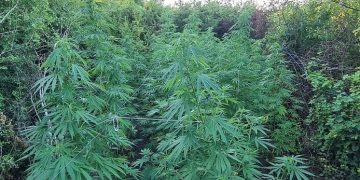 Plantații de cannabis, descoperite de procurorii DIICOT în Arad | 6 persoane au fost arestate