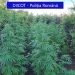 Plantații de cannabis, descoperite de procurorii DIICOT în Arad | 6 persoane au fost arestate