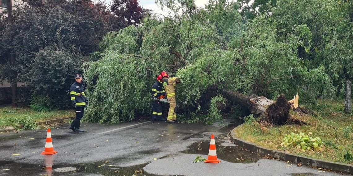 Copaci puși la pământ de vântul puternic, în Oradea, Felix și Salonta | Au fost avariate și patru autoturisme