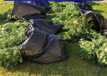 VIDEO-FOTO | Cultură de cannabis, descoperită într-un solariu de legume