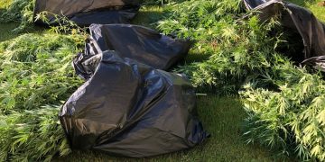 VIDEO-FOTO | Cultură de cannabis, descoperită într-un solariu de legume