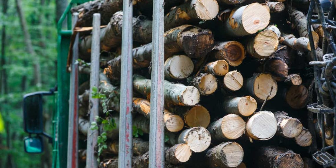Amenzi mai mari pentru tăierea ilegală a pădurilor