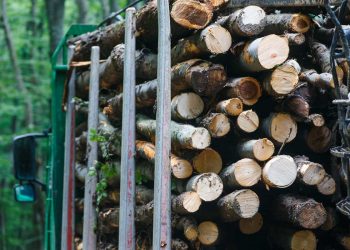 Amenzi mai mari pentru tăierea ilegală a pădurilor