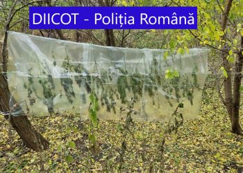 VIDEO-FOTO | Cultură de canabis, descoperită lângă muzeu