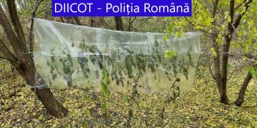 VIDEO-FOTO | Cultură de canabis, descoperită lângă muzeu