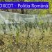 VIDEO-FOTO | Cultură de canabis, descoperită lângă muzeu