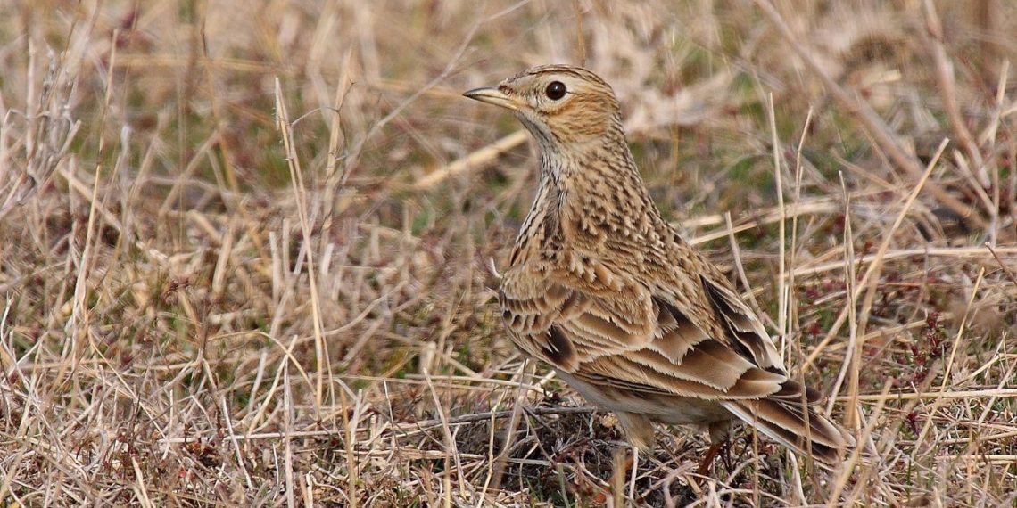 Judecătorii au decis: 25 de specii de păsări nu mai pot fi vânate în România