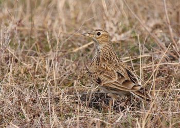 Judecătorii au decis: 25 de specii de păsări nu mai pot fi vânate în România