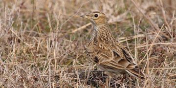 Judecătorii au decis: 25 de specii de păsări nu mai pot fi vânate în România