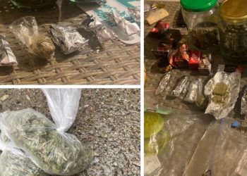 Dealer de cannabis din Satu Mare, reținut de DIICOT
