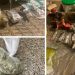 Dealer de cannabis din Satu Mare, reținut de DIICOT