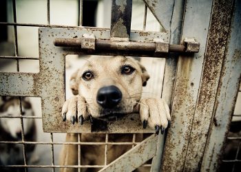 Abuzurile împotriva animalelor, investigate de orice polițist