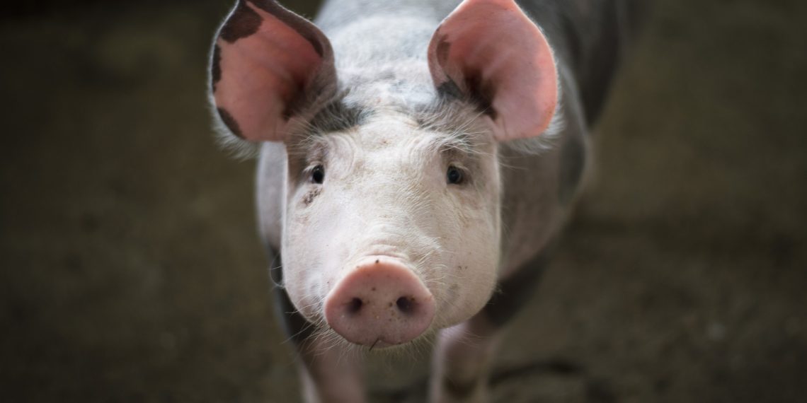 ”Legea porcului”, în traducere | Inițiatorul legii susține că proiectul nu interzice creșterea porcilor în gospodării