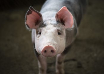 ”Legea porcului”, în traducere | Inițiatorul legii susține că proiectul nu interzice creșterea porcilor în gospodării