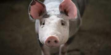 ”Legea porcului”, în traducere | Inițiatorul legii susține că proiectul nu interzice creșterea porcilor în gospodării