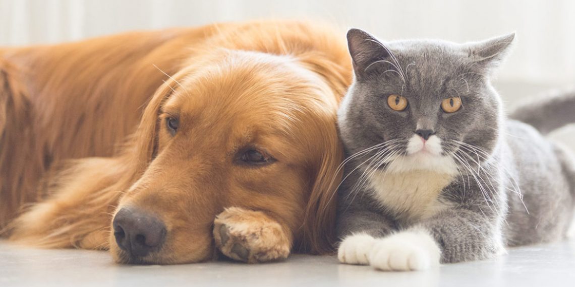 Judecătorii vor decide cărui soț va fi încredițat animalul de companie, în caz de divorț | Va fi plătită și o pensie alimentară