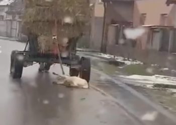 VIDEO. Barbarie fără margini într-un sat din Bihor | Un bărbat și-a legat câinele de căruță și l-a târât pe drum până l-a ucis