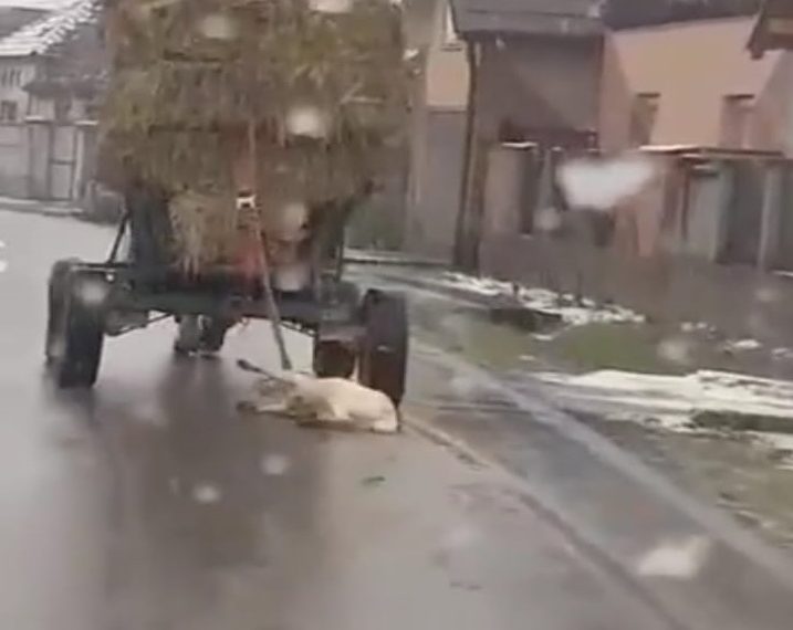 VIDEO. Barbarie fără margini într-un sat din Bihor | Un bărbat și-a legat câinele de căruță și l-a târât pe drum până l-a ucis