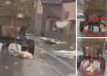 VIDEO. Barbarie fără margini într-un sat din Bihor | Un bărbat și-a legat câinele de căruță și l-a târât pe drum până l-a ucis