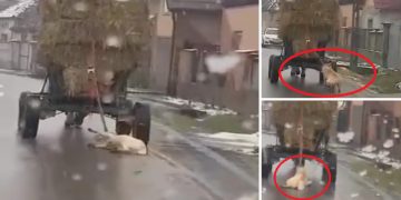 VIDEO. Barbarie fără margini într-un sat din Bihor | Un bărbat și-a legat câinele de căruță și l-a târât pe drum până l-a ucis