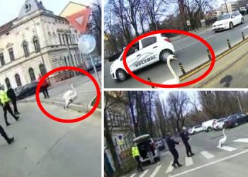 FOTO | Circulație oprită într-o intersecție din Oradea pentru a ajuta o lebădă să… traverseze strada