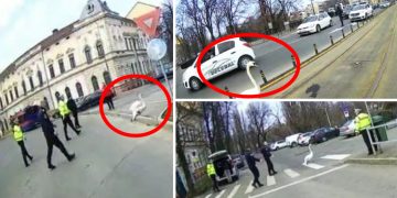 FOTO | Circulație oprită într-o intersecție din Oradea pentru a ajuta o lebădă să… traverseze strada