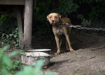 Pedepse mai mari pentru cei ce bat, maltratează sau omoară animale | Proiectul merge la promulgare