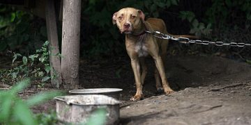 Pedepse mai mari pentru cei ce bat, maltratează sau omoară animale | Proiectul merge la promulgare