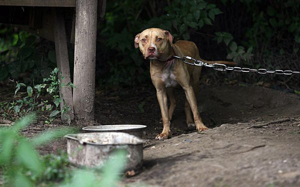 Pedepse mai mari pentru cei ce bat, maltratează sau omoară animale | Proiectul merge la promulgare
