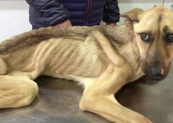 Doi tineri din Bihor, acuzați că au schingiuit 12 câini | Alături de animalele înfometate a fost găsit cadavrul unui alt câine