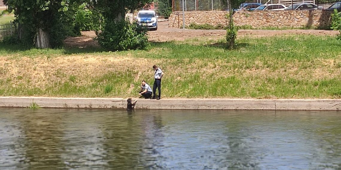 FOTO | Doi polițiști rutieri orădeni au salvat un câine căzut în Crișul Repede