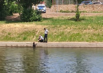 FOTO | Doi polițiști rutieri orădeni au salvat un câine căzut în Crișul Repede