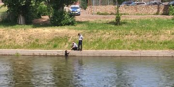 FOTO | Doi polițiști rutieri orădeni au salvat un câine căzut în Crișul Repede