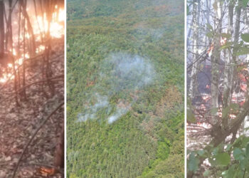 VIDEO. Arde pădurea! | Un incendiu a cuprins o suprafață de două hectare de teren la Pădurea Neagră
