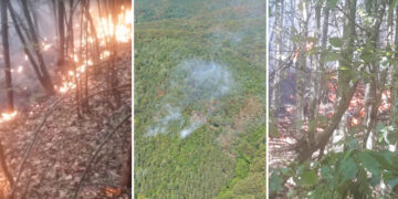 VIDEO. Arde pădurea! | Un incendiu a cuprins o suprafață de două hectare de teren la Pădurea Neagră