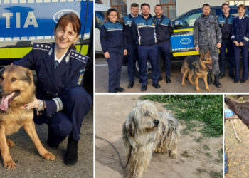 INTERVIURILE BihorJust | Comisarul-șef Nicoleta Alb, șefa Biroului pentru Protecția Animalelor Bihor: ”Un animal de companie este o viață pe care ți-o asumi tu, om, ființă superioară și rațională”
