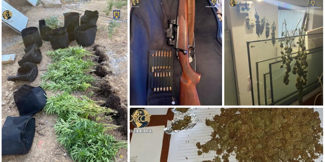 FOTO. Cultură de canabis descoperită într-o localitate din Satu Mare
