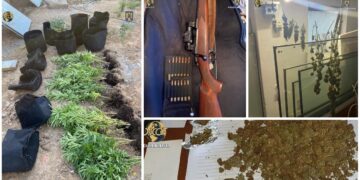 FOTO. Cultură de canabis descoperită într-o localitate din Satu Mare