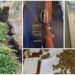 FOTO. Cultură de canabis descoperită într-o localitate din Satu Mare