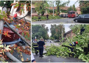 FOTO. O furtună scurtă a făcut pagube în Bihor: copaci căzuți, beciuri inundate, cabluri de curent rupte și o mașină avariată