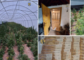 VIDEO. Mii de plante de cannabis, crescute în solarii uriașe, amenajate într-o zonă izolată din Bihor | Patru persoane au fost reținute de DIICOT Oradea