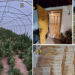 VIDEO. Mii de plante de cannabis, crescute în solarii uriașe, amenajate într-o zonă izolată din Bihor | Patru persoane au fost reținute de DIICOT Oradea
