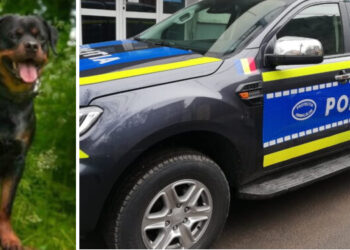 Încă o reținere în cazul câinelui spânzurat într-o pădure din Bihor | Un bărbat a ajuns în arest după ce i-a mințit pe anchetatori