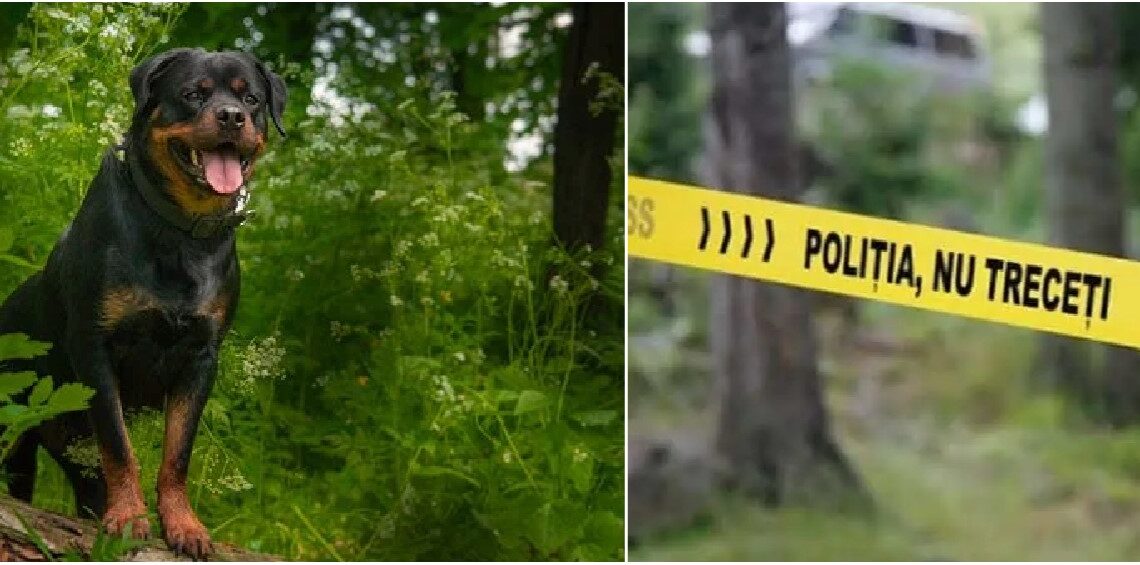 Bărbat reținut în cazul câinelui spânzurat într-o pădure din Bihor