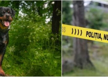 Bărbat reținut în cazul câinelui spânzurat într-o pădure din Bihor